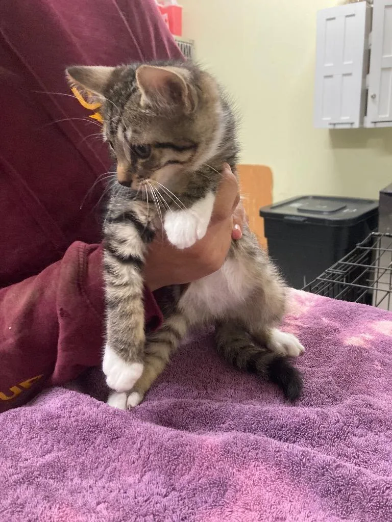 A baby small-sized male Domestic Short Hair cat named Boss for adoption in Meriden, CT