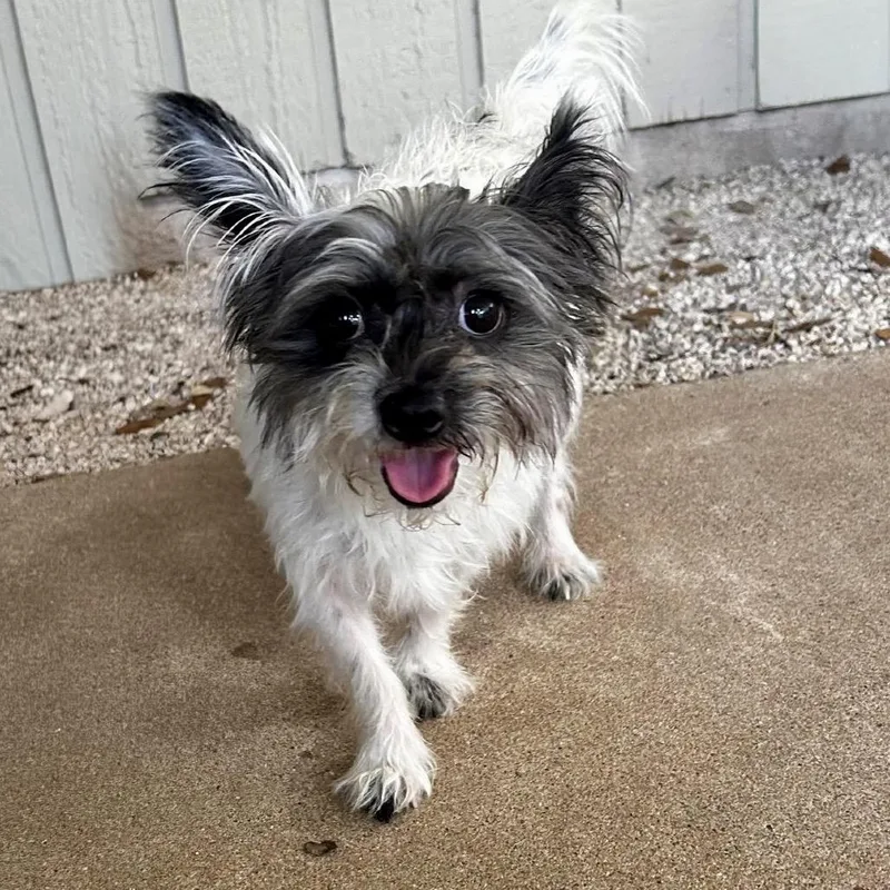 An adult small-sized male White / Cream Terrier dog named Jake for adoption in Cedar Park, TX