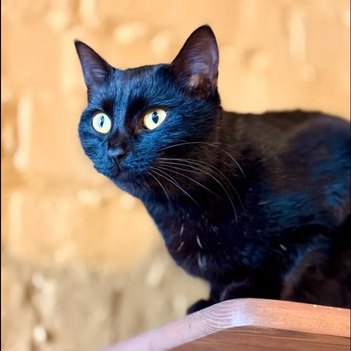 An adult small-sized female Black Domestic Short Hair cat named Dolly for adoption in Pittsburg, KS