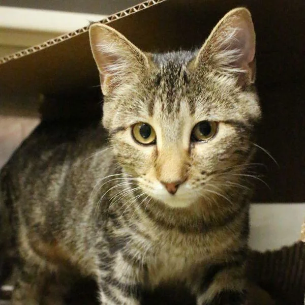 A baby small-sized female Domestic Short Hair cat named Nola for adoption in Des Moines, IA