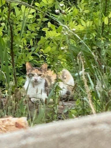 An adult medium-sized female Calico Domestic Short Hair cat named Calliope for adoption in LITTLE MOUNTAIN, SC