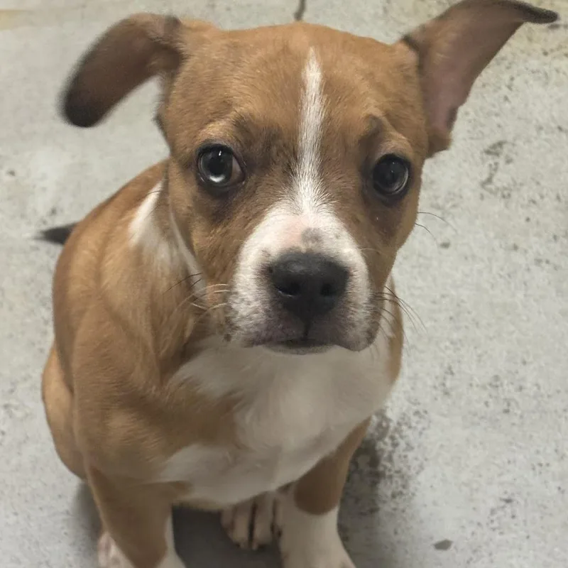 A baby small-sized female Yellow / Tan / Blond / Fawn Pug dog named Franny for adoption in Madison, WI