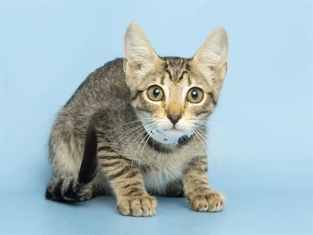 A baby small-sized male Domestic Short Hair cat named Chikorita for adoption in Phoenix, AZ