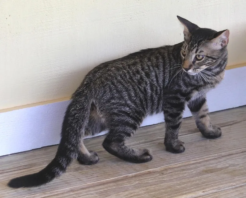 A baby medium-sized male Domestic Short Hair cat named Thurston for adoption in North Fort Myers, FL