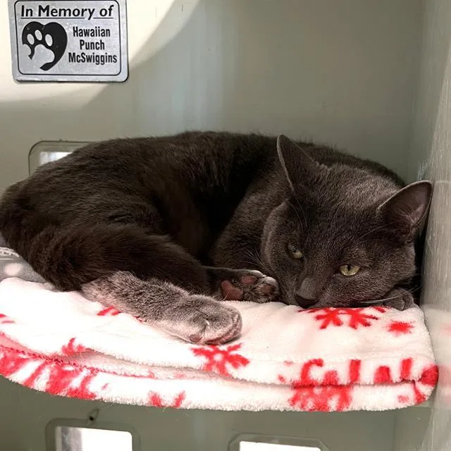 A young medium-sized male Domestic Short Hair cat named Fizz for adoption in Methuen, MA