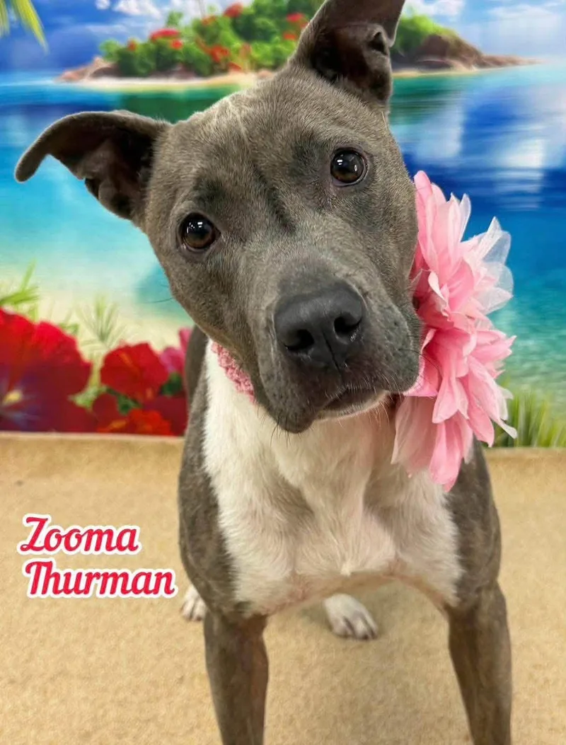 An adult medium-sized female Gray / Blue / Silver Mixed Breed dog named Zooma Thurman for adoption in Flint, MI