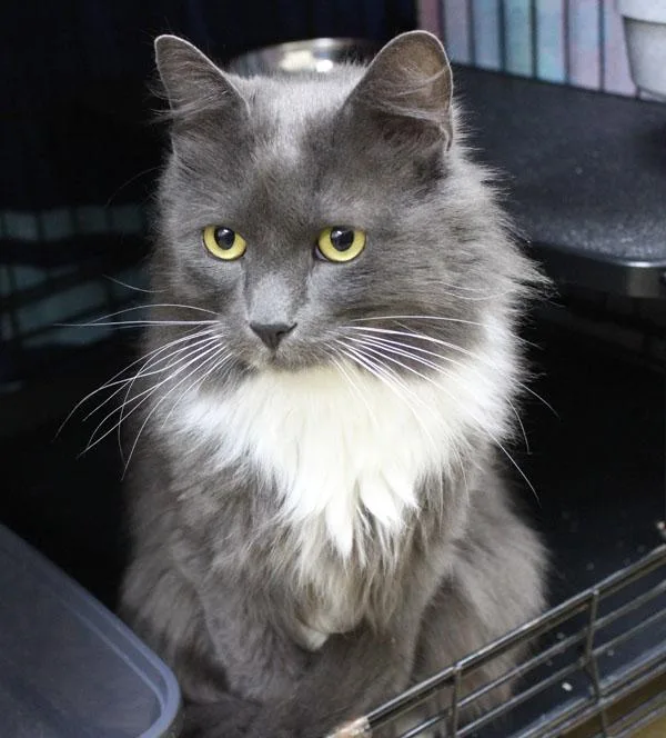 An adult medium-sized male Gray & White Domestic Medium Hair cat named Monkey and Moose for adoption in Mansfield, MA
