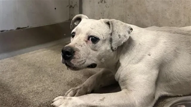 A young small-sized female Pit Bull Terrier dog named Bubbles for adoption in San Bernardino, CA