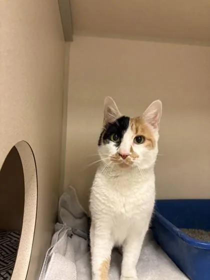 An adult medium-sized female Domestic Short Hair cat named Texas Roadhouse for adoption in New Hope, PA