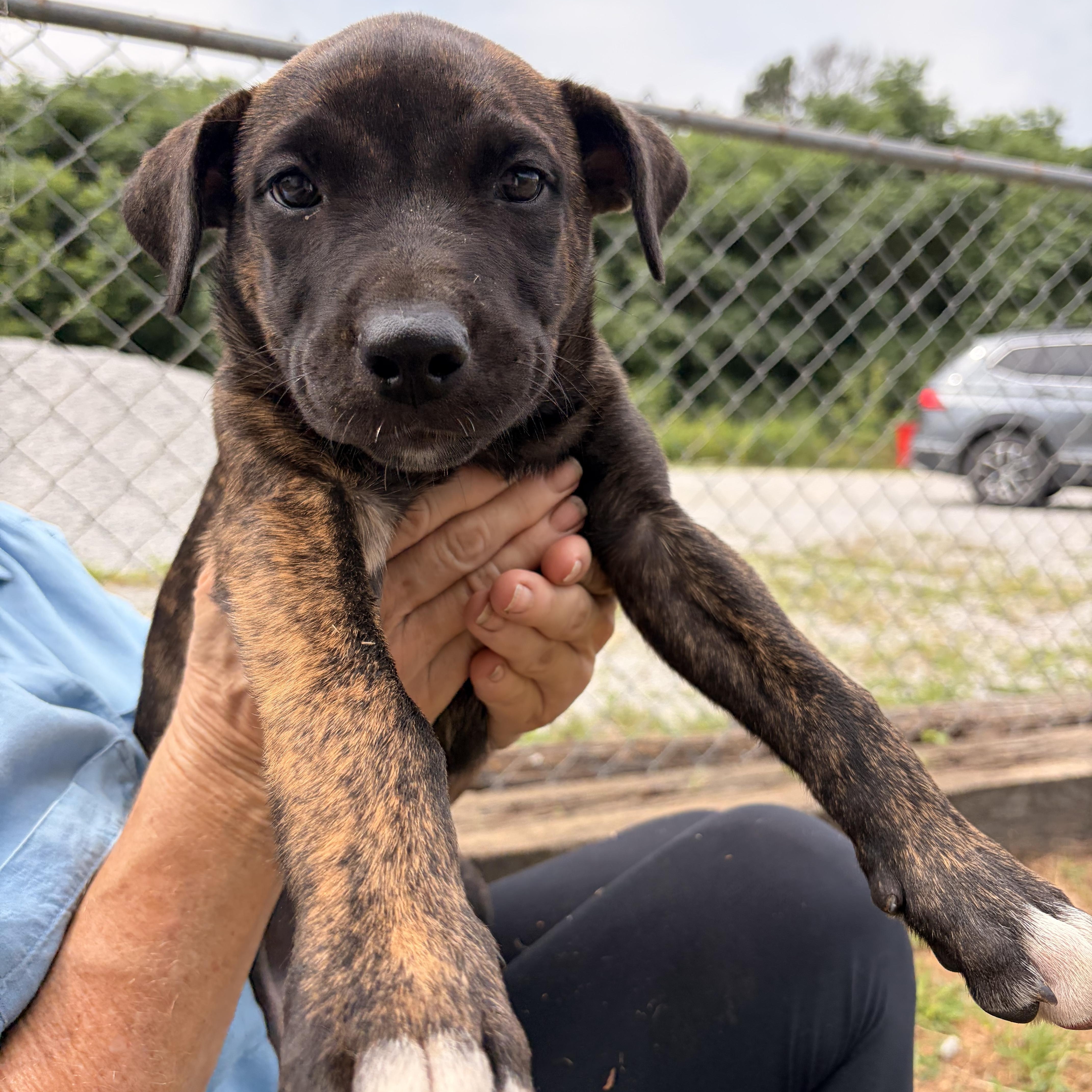 A baby medium-sized female Brindle Black Mouth Cur dog named Lila for adoption in Melbourne, AR