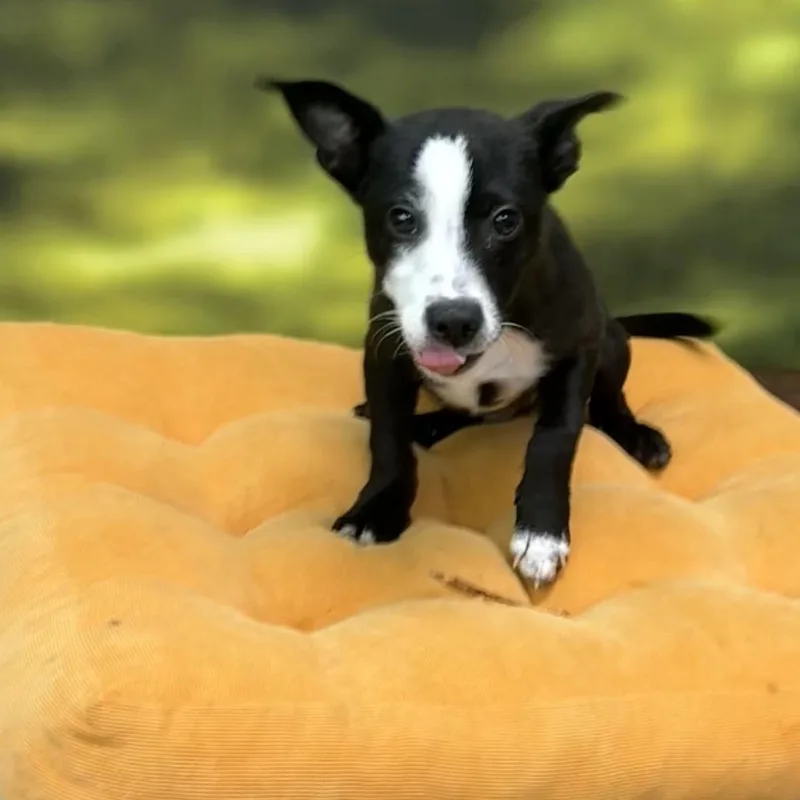 Tom Sawyer  Oreo thumbnail 2