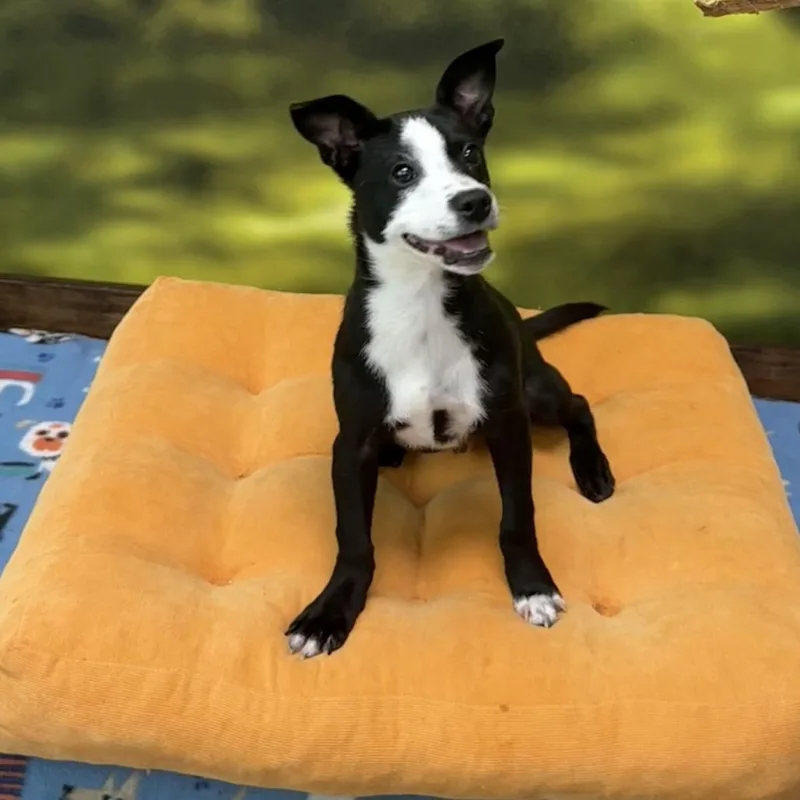 Tom Sawyer  Oreo thumbnail 3