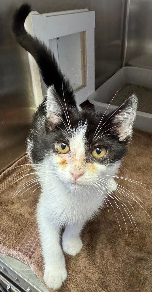 A baby medium-sized female Black & White / Tuxedo Domestic Short Hair cat named Calista for adoption in Tomah, WI