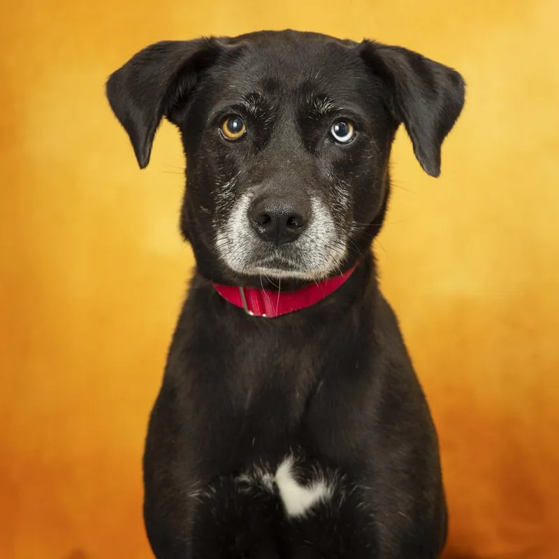 A senior medium-sized female Black Mixed Breed dog named Jubilee for adoption in Franklin, TN