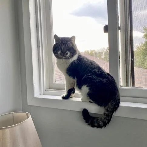 An adult extra large-sized male White Domestic Short Hair cat named Bob for adoption in Minneapolis, MN