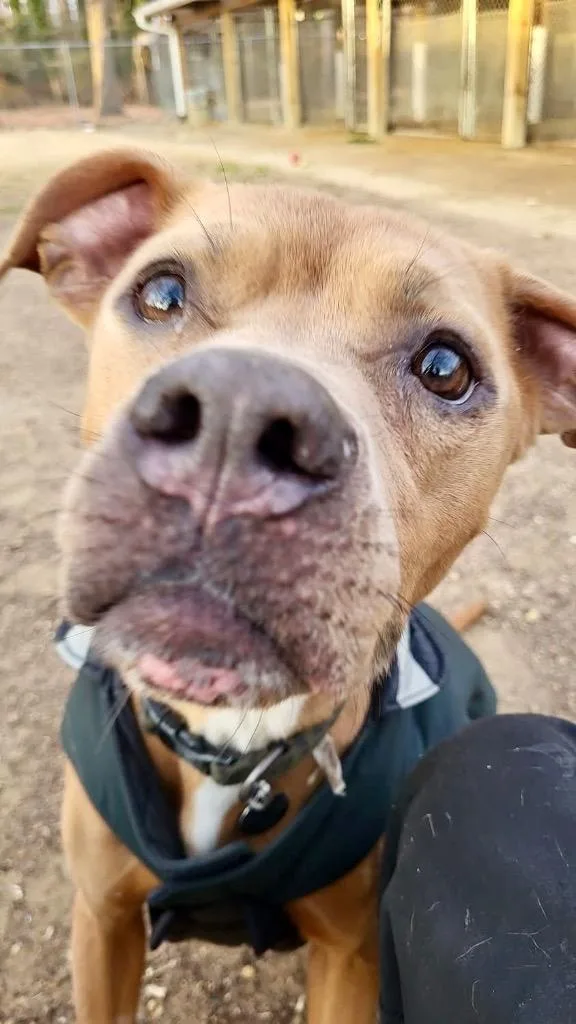 An adult medium-sized female Mixed Breed dog named Maple for adoption in Hampton, VA