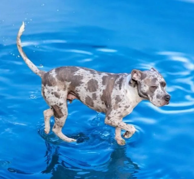 Margeaux thumbnail 4