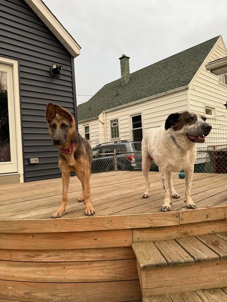 A baby large-sized female German Shepherd Dog dog named Antler for adoption in Cheektowaga, NY