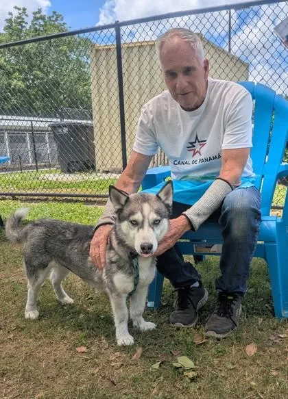 An adult large-sized female Mixed Breed dog named Masha for adoption in Chamblee, GA