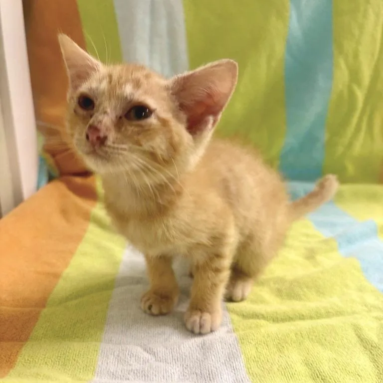 A baby small-sized female Orange / Red Domestic Short Hair cat named Kori for adoption in Freeport, FL