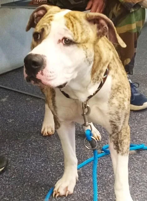 An adult large-sized male Pit Bull Terrier dog named Biscuit for adoption in Anchorage, AK