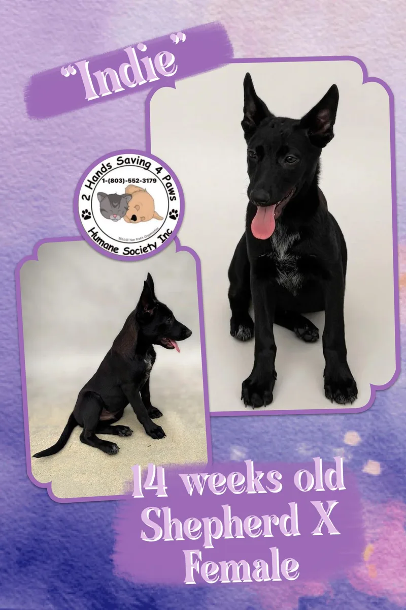 A baby medium-sized female Black Shepherd dog named Indie for adoption in Thomson , GA
