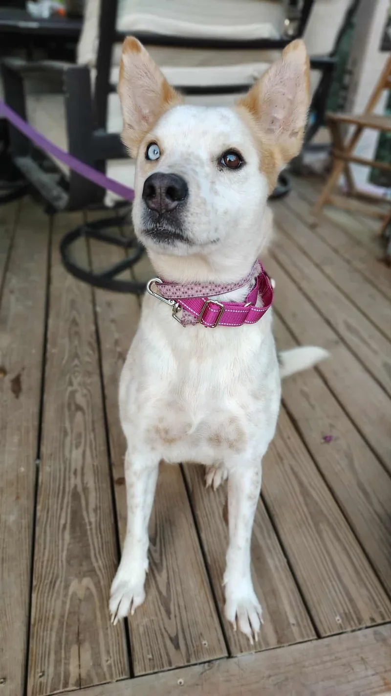 An adult medium-sized female Golden Akita dog named Tootsie for adoption in Houston, TX