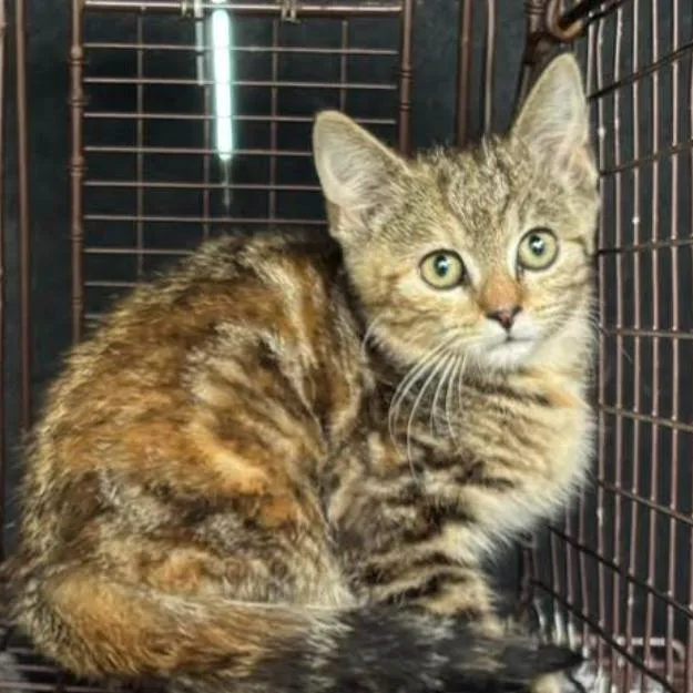 A young small-sized female Torbie Domestic Short Hair cat named Storm for adoption in Gordonsville, TN