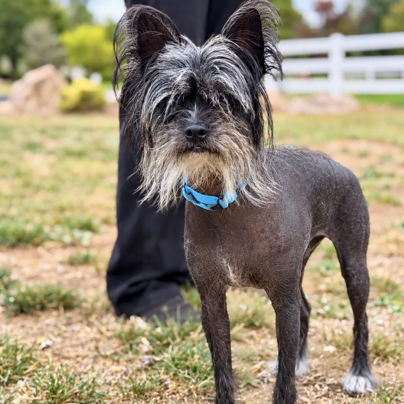 A young small-sized male Black Chinese Crested Dog dog named Wilford for adoption in Mead, CO