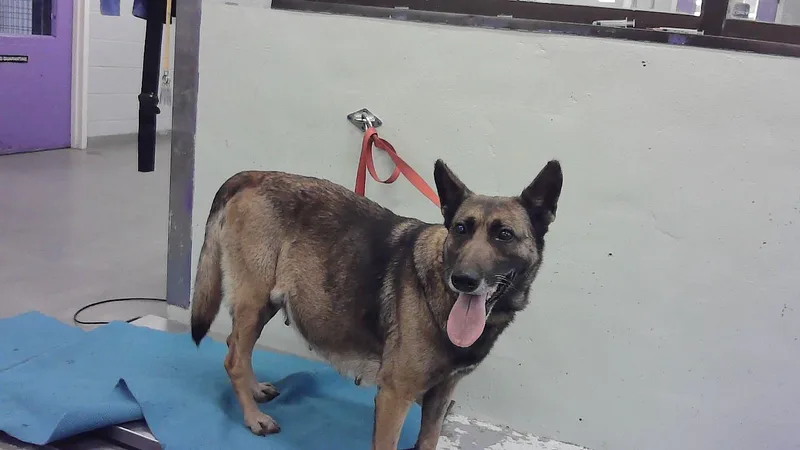 An adult medium-sized female Belgian Shepherd / Malinois dog named Coca for adoption in Houston, TX