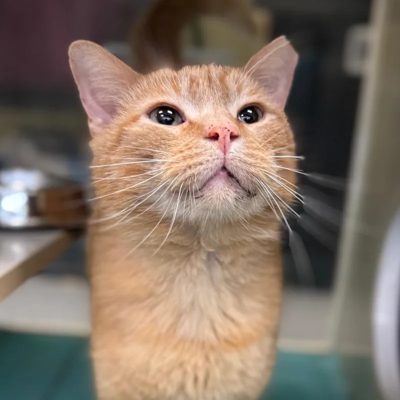 A senior large-sized male Orange / Red Domestic Short Hair cat named Hollywood for adoption in West Olive, MI