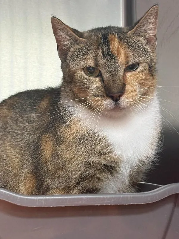 An adult medium-sized female Calico Domestic Short Hair cat named Unknown for adoption in Burgaw, NC