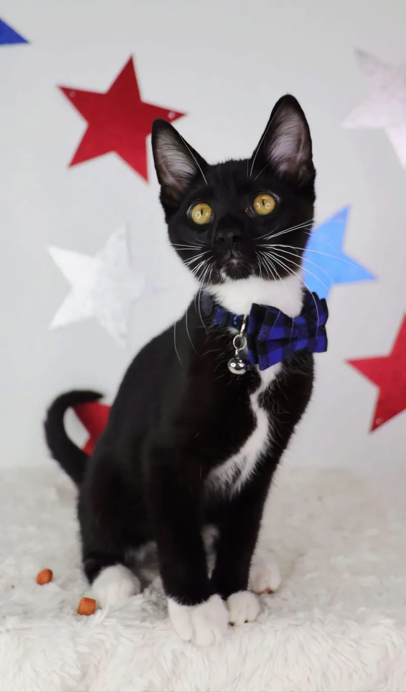 A baby small-sized male Black & White / Tuxedo Domestic Short Hair cat named Alamo for adoption in Ashland, KY