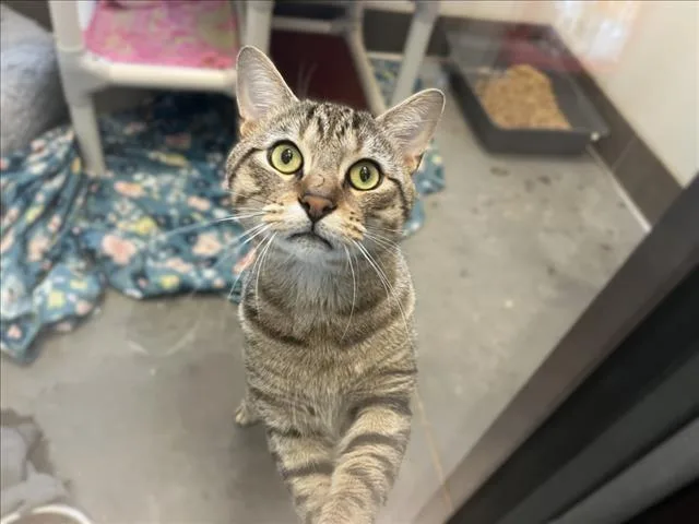 An adult large-sized male Domestic Short Hair cat named Smitty for adoption in Chapel Hill, NC