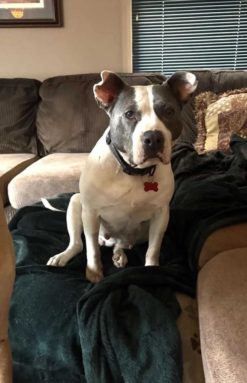 A senior medium-sized female American Bulldog dog named Petunia for adoption in Whitewater, WI