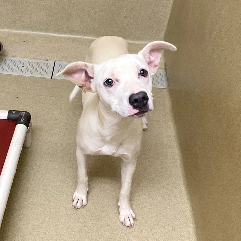 A young medium-sized female White / Cream Pit Bull Terrier dog named Halle for adoption in Monroe, GA