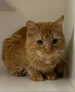 A young small-sized male Domestic Medium Hair cat named Mikey for adoption in Lodi, CA