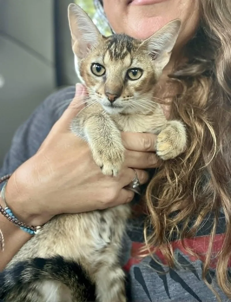 A baby medium-sized male Brown / Chocolate Abyssinian cat named Beckett for adoption in Gulfport, MS