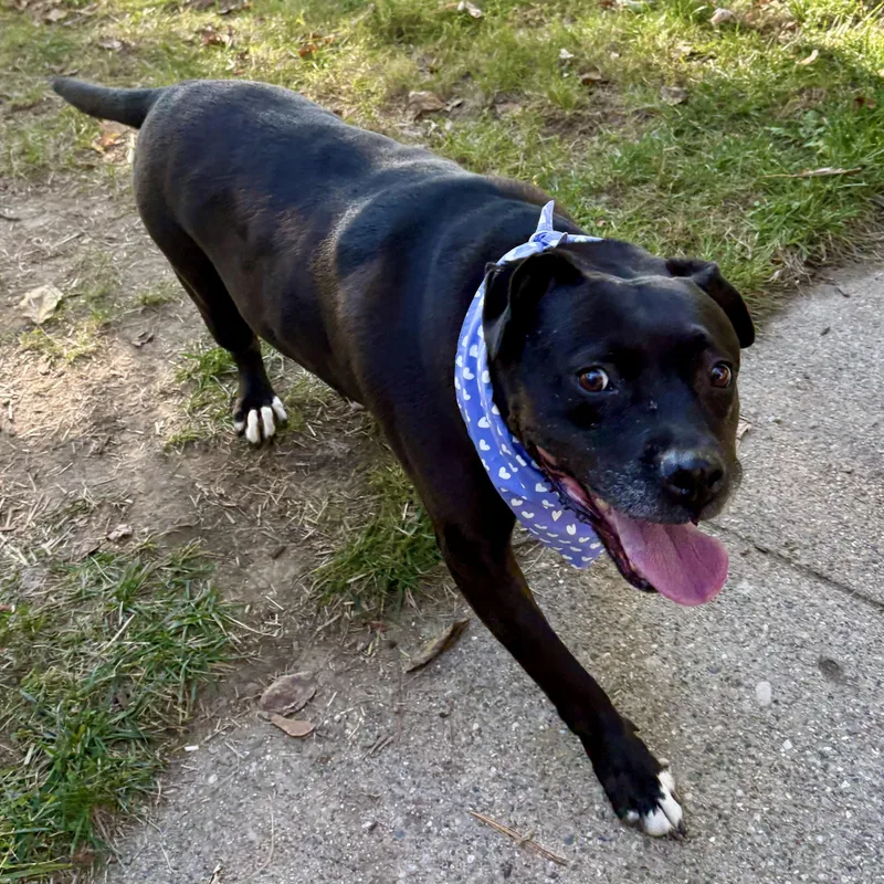 A senior medium-sized female Black American Staffordshire Terrier dog named Lola for adoption in Tunica, MS