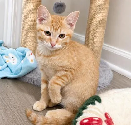 A baby small-sized male Domestic Short Hair cat named Buddy for adoption in Elk Grove Village, IL