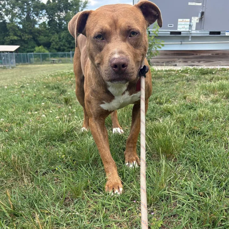 An adult medium-sized male Red / Chestnut / Orange Pit Bull Terrier dog named Marvin for adoption in Newark, NJ