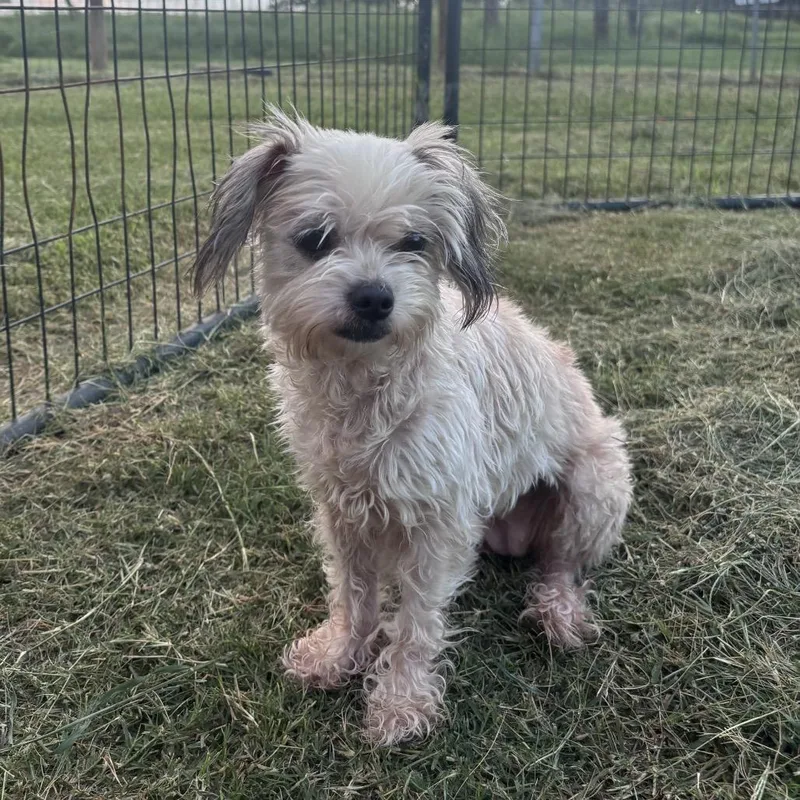 A senior small-sized female White / Cream Lhasa Apso dog named Sadie for adoption in Floresville, TX