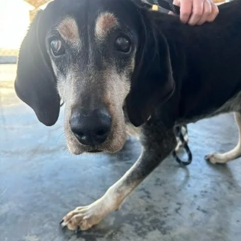 A senior medium-sized male Bicolor Bluetick Coonhound dog named Ace for adoption in Edinburg, VA