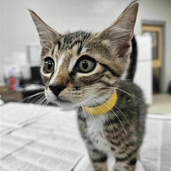 A baby small-sized male Domestic Short Hair cat named Pop for adoption in Jacksonville, FL