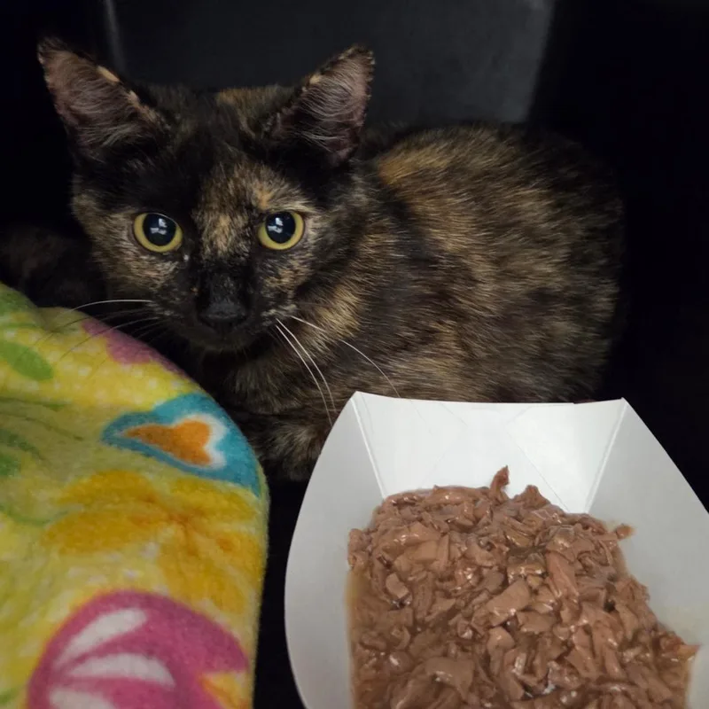 An adult small-sized female Tortoiseshell Domestic Short Hair cat named Yang for adoption in Chattanooga, TN