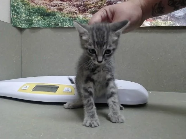 A baby small-sized male Domestic Medium Hair cat named A for adoption in Moreno Valley, CA