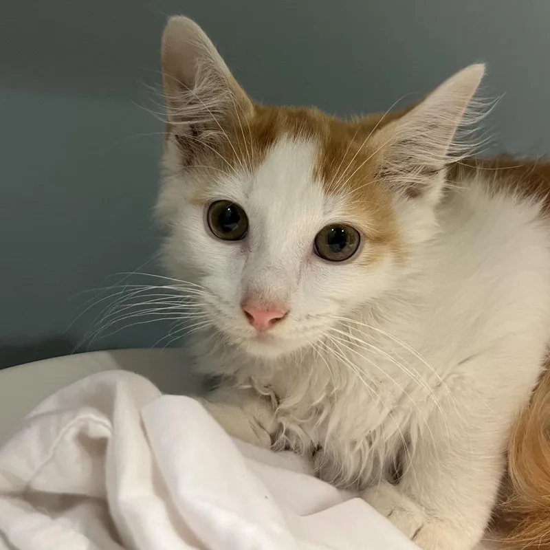 A baby small-sized male Orange / Red Domestic Medium Hair cat named Cole for adoption in Chattanooga, TN