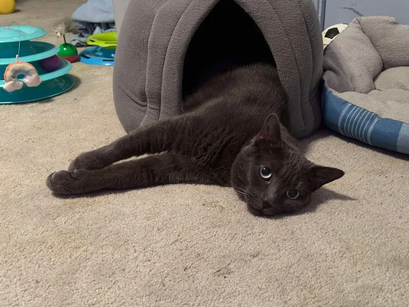 Abby  Fee Sponsored thumbnail 5