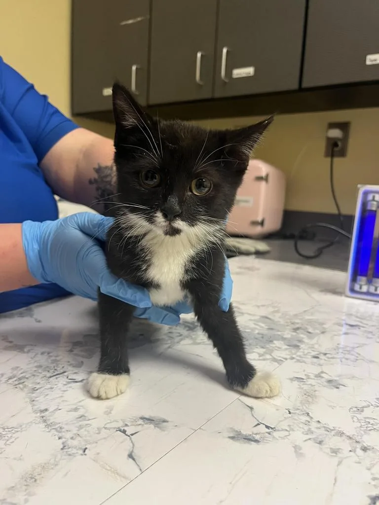 A baby medium-sized female Domestic Short Hair cat named Pogo✅ for adoption in Florence, SC