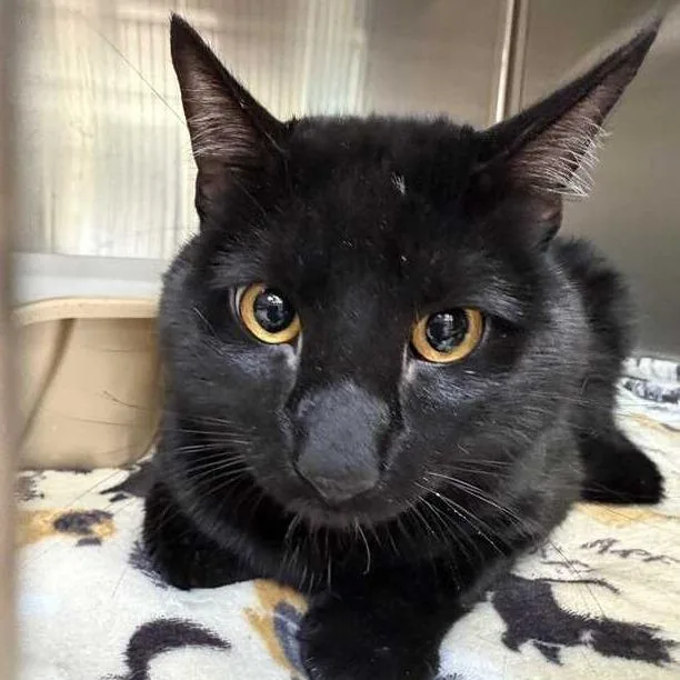 A young large-sized male Domestic Medium Hair cat named Lucien for adoption in Perkiomenville, PA